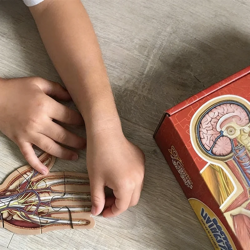 Kletshuts™ BodyPuzzle: Pedagogiska Mänsklig Kropp Anatomi Pussel Uppsättning