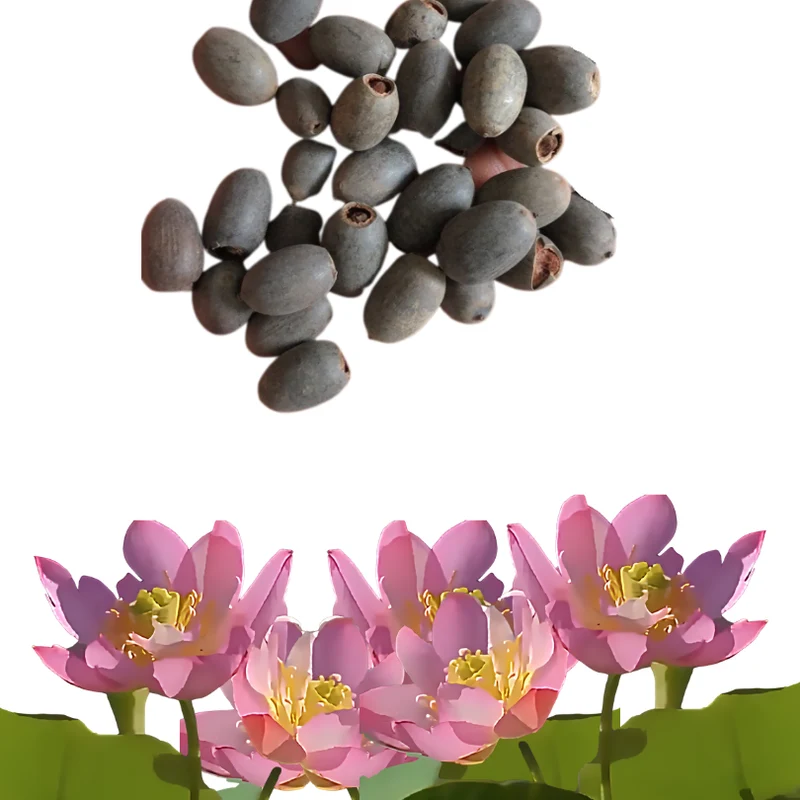 DecorativePlants™ – Dekorativ Lotusblomma Fröpaket